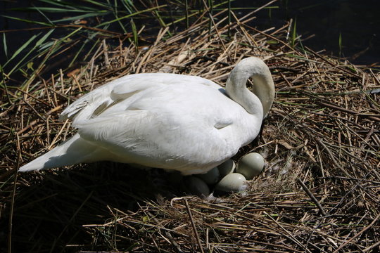 White swan has many eggs in the nest, spring in Sesto Calende Italy