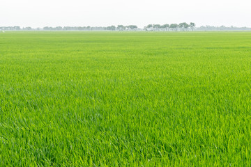 Rice field in bad misty weather, Vietnam