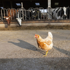 chicken stands outside barn full of cows at dutch farm in the netherlands