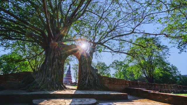 Beautiful 4K footage of abandon temple, Wat prhra ngam, the Unseen Thailand old temple located in Ayutthaya province with sun flare in the scene. the ancient temple was discovered in 2016.