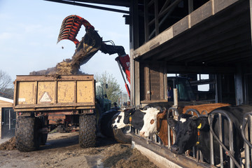 manure is being loaded on cart behind tractor on organic cattle farm - obrazy, fototapety, plakaty