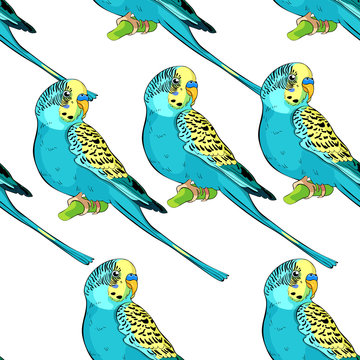 seamless pattern Yellow face blue wavy parrot.  illustration