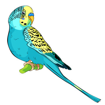 Wavy a parrot blue sits. illustration