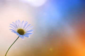 Flowers from my garden