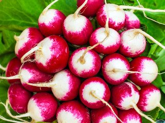 Bunch of fresh radish on white plate closeup, wooden background. Freshly harvested organic vegetables. Red natural european radishes.