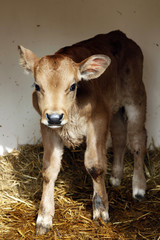 brown limousin calf stands in shelter on straw
