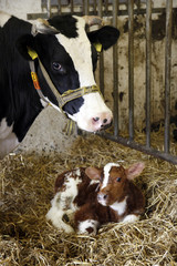black cow and red calf in straw of barn on dutch organic farm