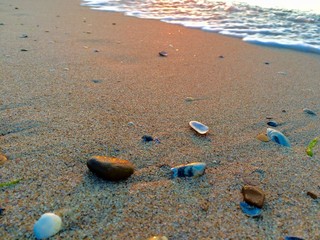 Shells and stones on a sunrise on a beach