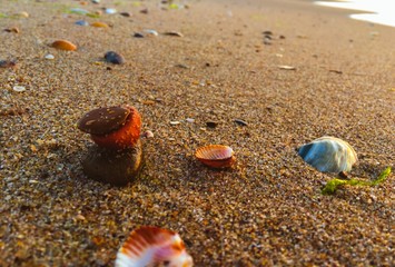 Shells and stones on a sunrise on a beach
