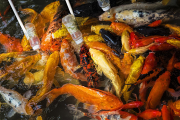 Feeding Koi goldfish using a baby bottle in Chengdu China