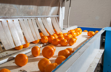 The working of citrus fruits: sicilian tangerins after the waxing process in the conveyor belt of a modern production line