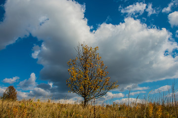 Obraz premium single tree in a field, a rustic landscape