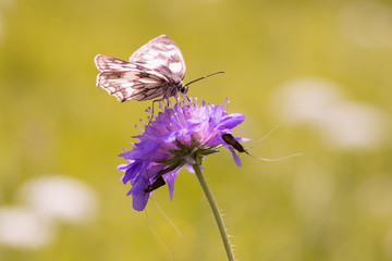 Schachbrett (Schmetterling)