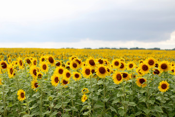 Sunflower field