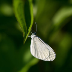 Color butterfly on meadow wild flower on summer