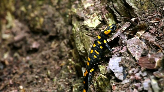 Ein Feuersalamander klettert m&uuml;hsam am Felsen