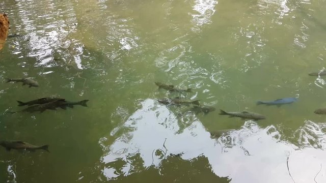 soro brook carp at Tham Pla in Pha Sua National Park