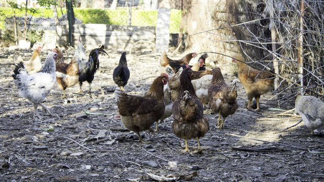 Hens in the yard
