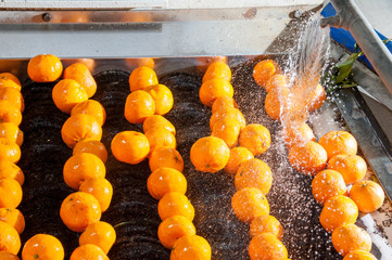 The working of citrus fruits: sicilian tangerins during the washing process in a modern production line