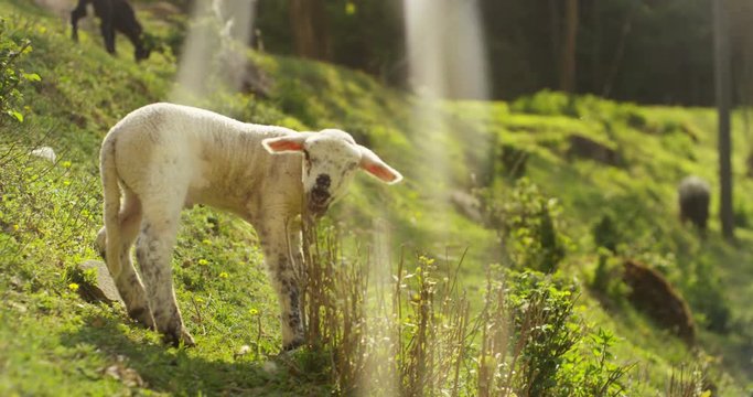 On the farm, a small beautiful white lamb in the nature, on the background of grass and trees, the concept: ecology, livestock, bio, farming.