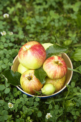 Fresh apples in wooden bowl
