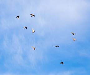 a flock of pigeons in the sky