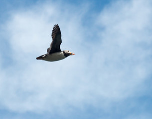 Puffin flying