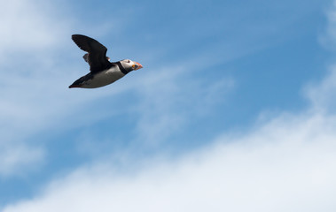 Puffin flying