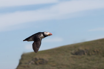 Puffin flying