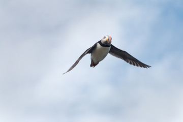 Obraz premium Puffin flying
