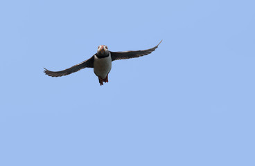 Puffin flying in blue sky