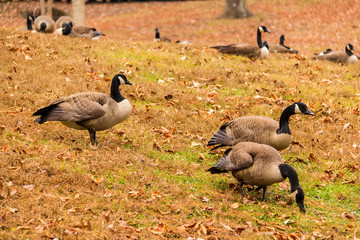Flock of geese on a glade in the park.