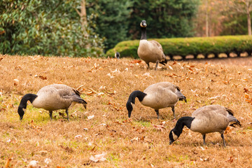 Flock of geese on a glade in the park.