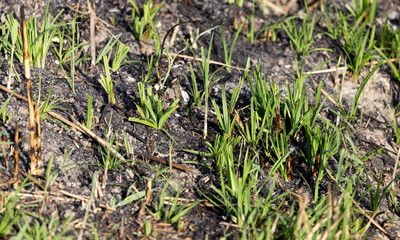 Obraz premium green shoots after a fire