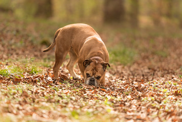 Hund folgt einer Spur - Continental Bulldogge
