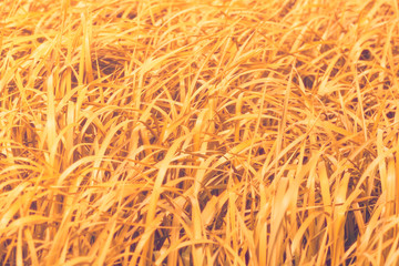Golden grass field closeup, infrared filter