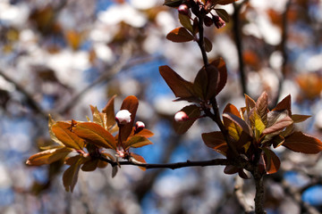 Blossom of the tree