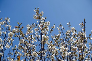 多摩のさくら