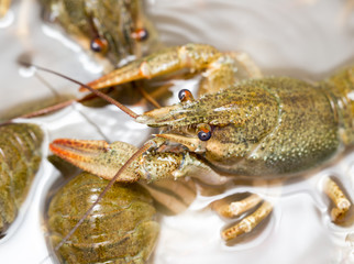 Live crayfish in the water as a background
