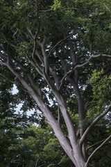 Fototapeta premium Baum