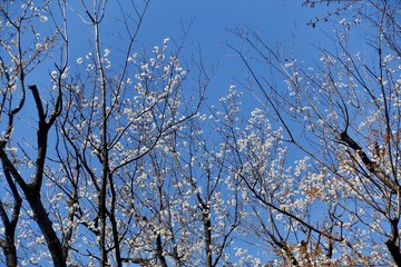 多摩のさくら