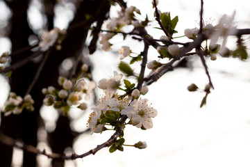 Blossom of the tree