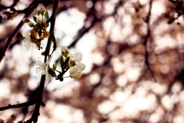 Blossom of the tree