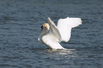 Fototapeta na wymiar Swan in motion 