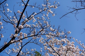 多摩のさくら