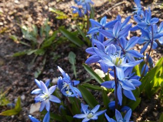 Blue little flowers of April 