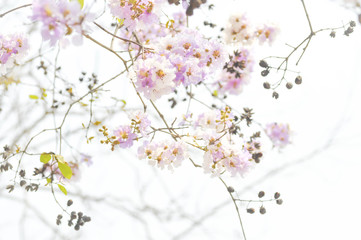 Obraz na płótnie Canvas lagerstroemia speciosa or Queen's flower background