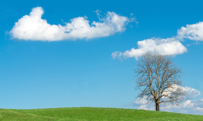Fototapeta na wymiar Big tree on green hill, blue sky and white clouds