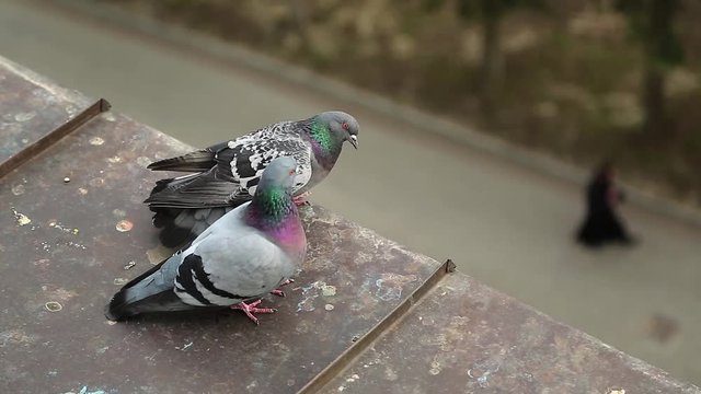 Couple of pigeons sits together on the edge of roof. Two pigeons on the roof clean feathers and look down at people. Pigeons sit on the edge of iron roof. One pigeon defecates from roof