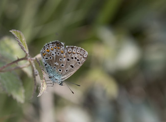 Polyommatus icarus
